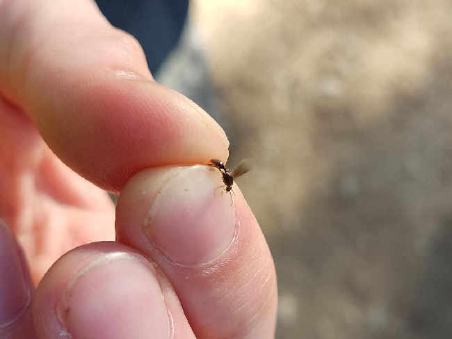 Flight image for Myrmica sp. on 5 Aug 2025