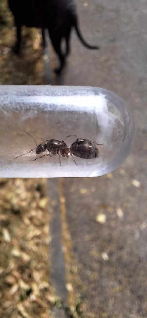 Flight image for Formica sp. on 24 Jun 2025