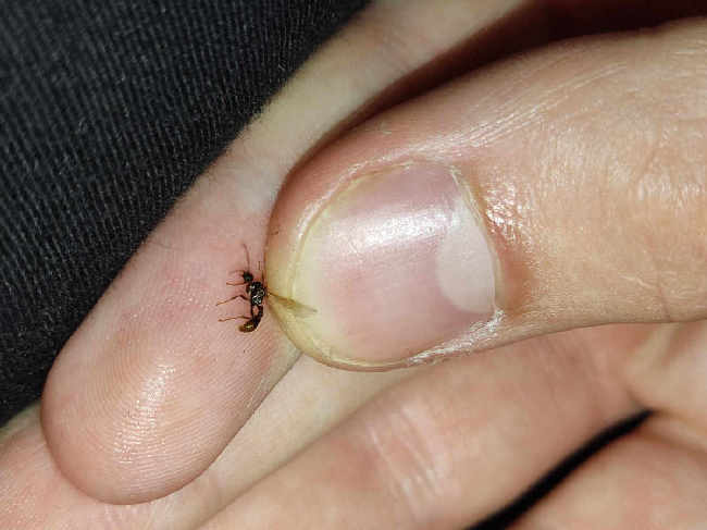 Flight image for Myrmica sp. on 30 Jul 2025