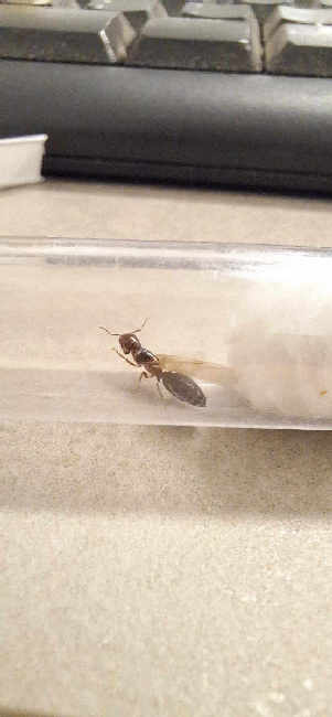 Flight image for Crematogaster lorteti on 18 Jul 2025