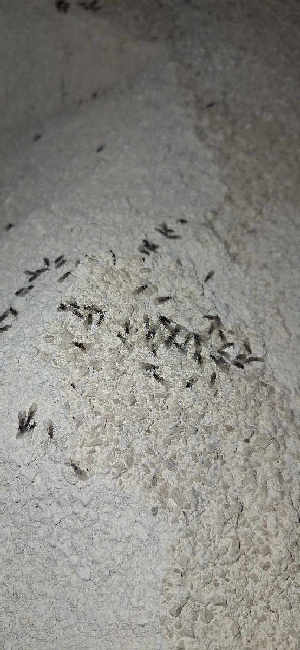 Flight image for Lasius niger group on 9 Aug 2025