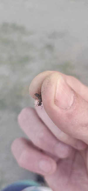 Flight image for Lasius umbratus group on 10 Jun 2025