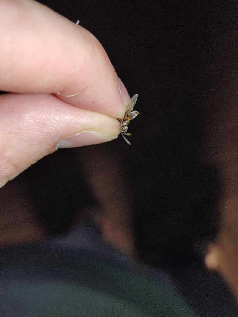 Flight image for Lasius umbratus group on 4 Aug 2025