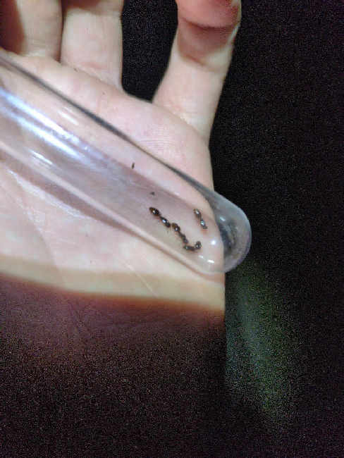 Flight image for Formicidae on 19 Jun 2025