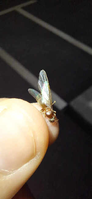 Flight image for Lasius niger group on 20 Jun 2025