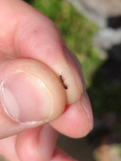 Flight image for Leptothorax acervorum on 31 Jul 2025