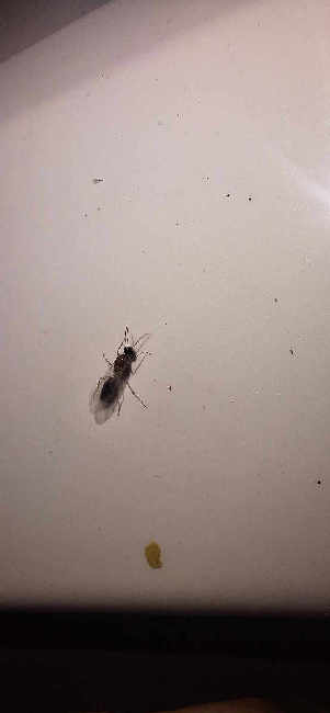 Flight image for Formicidae on 25 Jun 2025