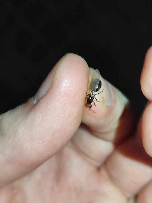 Flight image for Crematogaster scutellaris on 4 Aug 2025