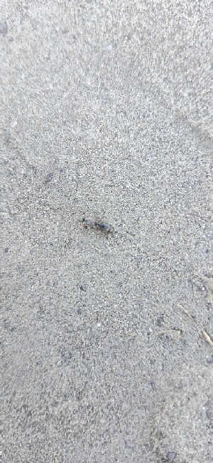 Flight image for Tetramorium sp. on 19 Jun 2025