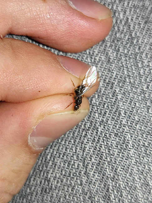 Flight image for Lasius sp. on 4 Aug 2025