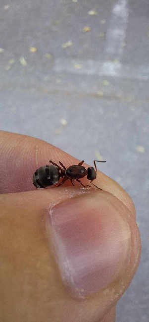 Flight image for Formica sp. on 23 Jun 2025