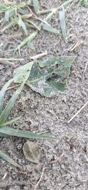 Flight image for Tetramorium sp. on 7 Jul 2025