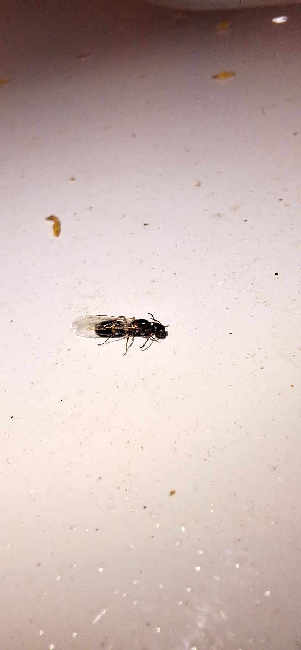 Flight image for Colobopsis truncata on 19 Jun 2025