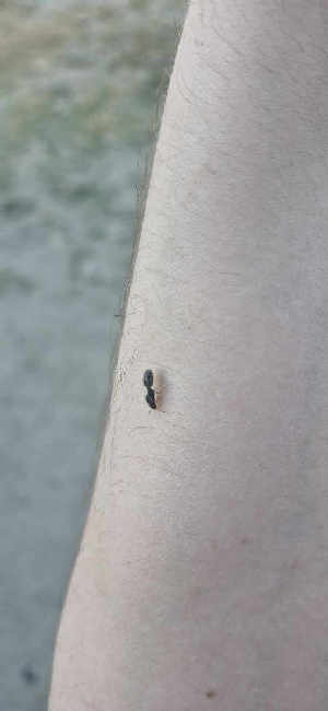 Flight image for Tetramorium sp. on 18 Jun 2025