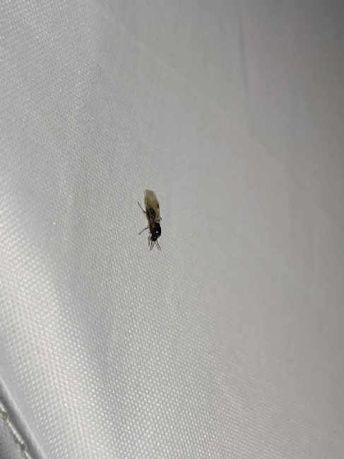 Flight image for Formicidae on 4 Aug 2025