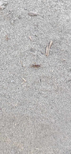 Flight image for Lasius umbratus group on 6 Jul 2025