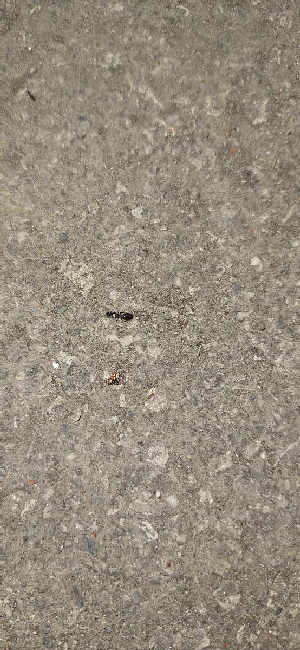 Flight image for Tetramorium caespitum complex on 25 Jun 2025