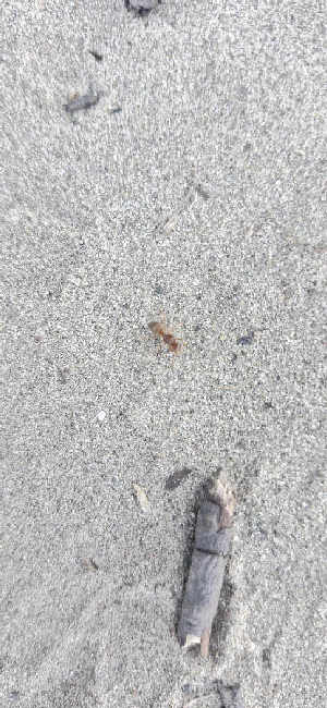 Flight image for Lasius umbratus group on 29 Jun 2025