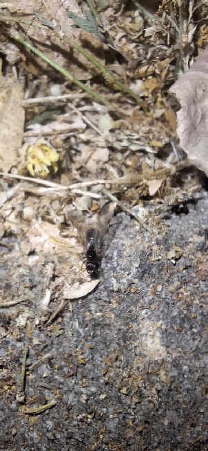 Flight image for Pheidole sp. on 25 Jun 2025