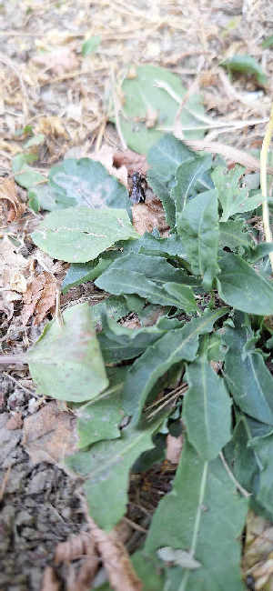 Flight image for Formica gagates on 23 Jun 2025