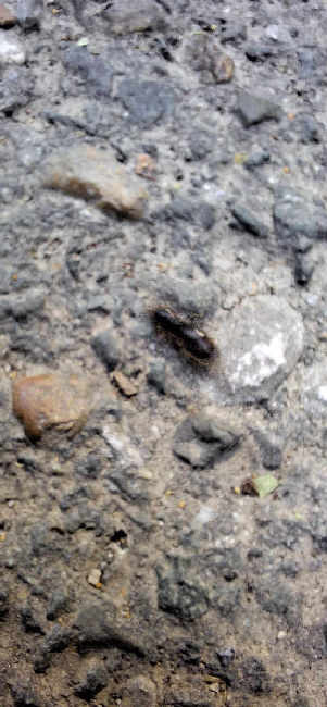 Flight image for Lasius sp. on 23 Jun 2025