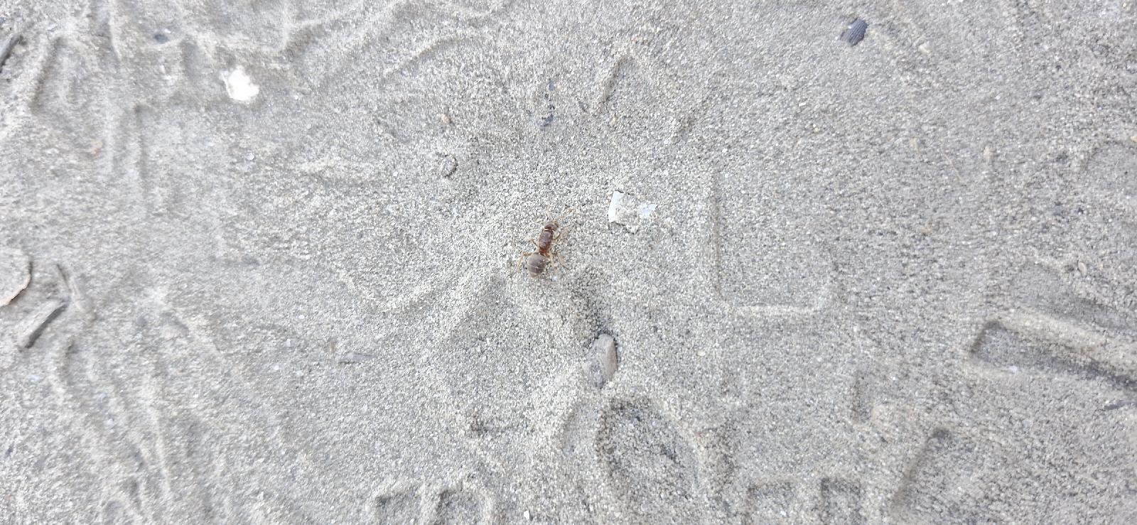 Lasius umbratus group