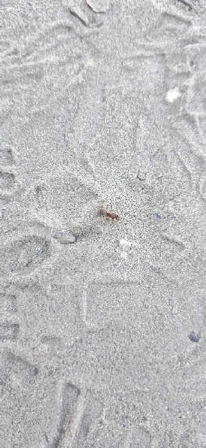 Flight image for Lasius umbratus group on 5 Jul 2025