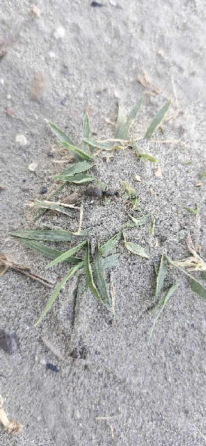 Flight image for Lasius niger group on 30 Jun 2025