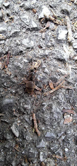 Flight image for Lasius niger group on 24 Jun 2025