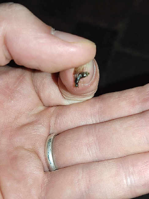 Flight image for Lasius sp. on 4 Aug 2025