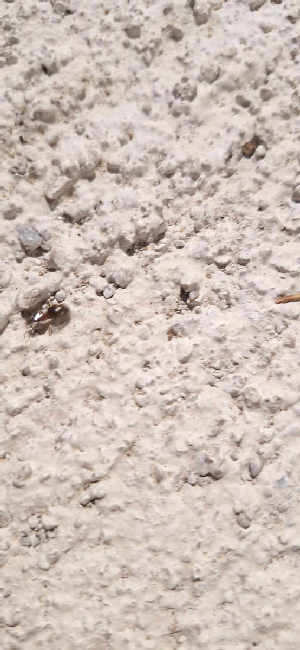 Flight image for Lasius emarginatus/illyricus on 21 Jul 2025