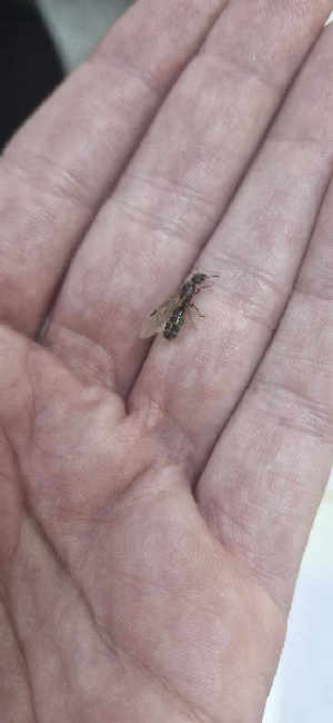 Flight image for Liometopum microcephalum on 2 Jul 2025