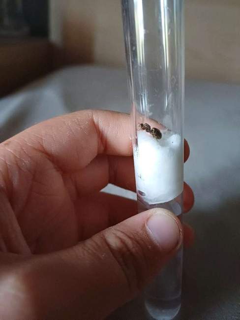 Flight image for Lasius niger on 11 Aug 2023