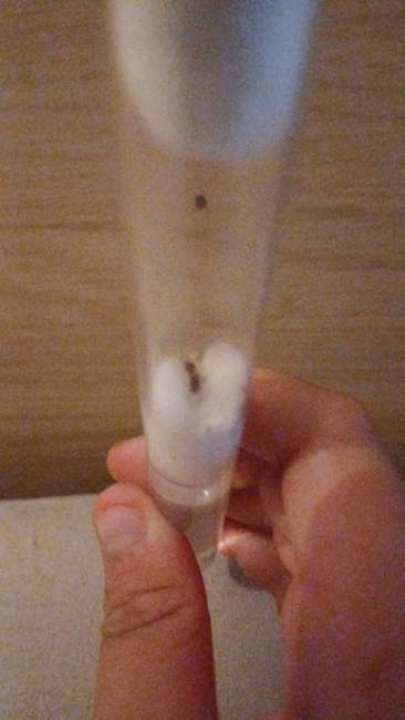 Flight image for Myrmica sp. on 12 Sept 2023