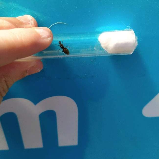 Flight image for Formica fusca on 15 Jul 2024