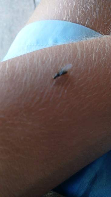 Flight image for Lasius flavus on 29 Jul 2024