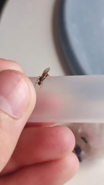 Flight image for Myrmica sp. on 27 Aug 2024