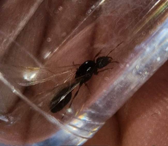 Flight image for Tetramorium caespitum on 18 Jul 2024