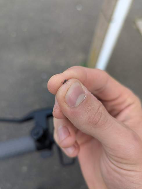 Flight image for Solenopsis fugax on 30 Sept 2024