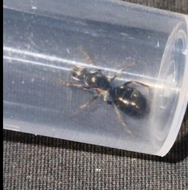 Flight image for Formica fusca on 11 Aug 2024