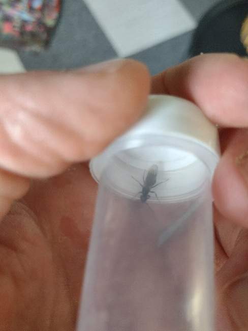 Flight image for Formica fusca on 31 Jul 2024