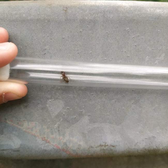 Flight image for Lasius emarginatus on 13 Jul 2024