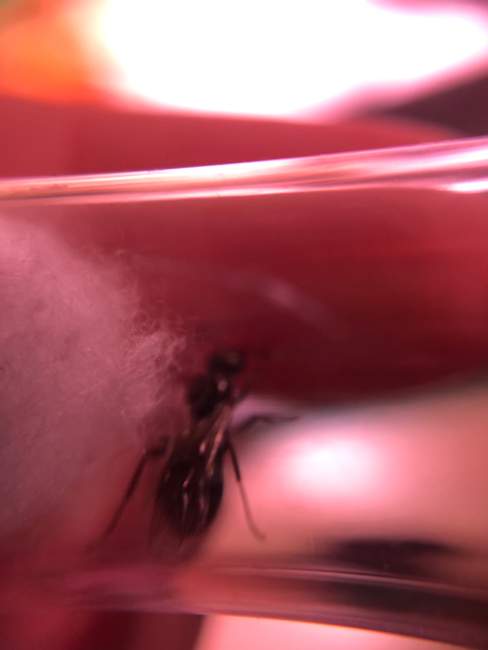 Flight image for Formica sp  on 10 Aug 2024