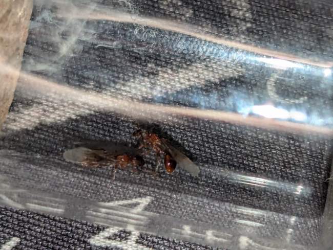 Flight image for Myrmica sp. on 22 Sept 2024