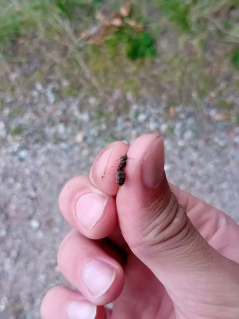 Flight image for Lasius niger on 25 Jul 2024