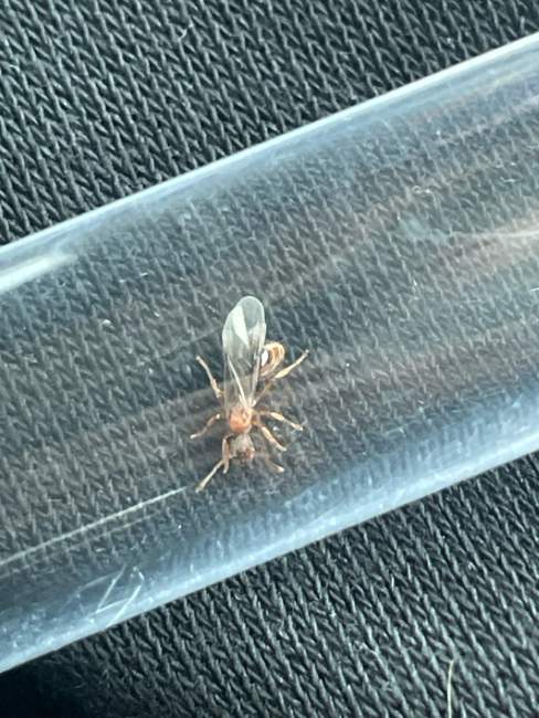 Flight image for Myrmica rubra on 19 Jul 2024