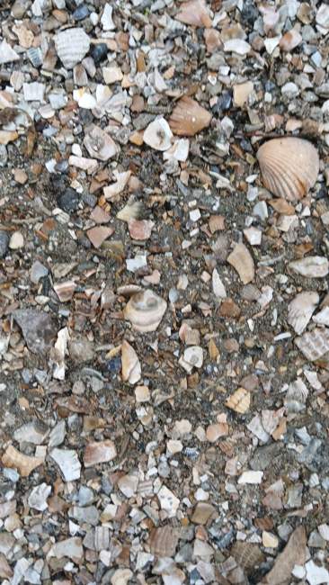 Flight image for Lasius niger on 15 Jul 2024