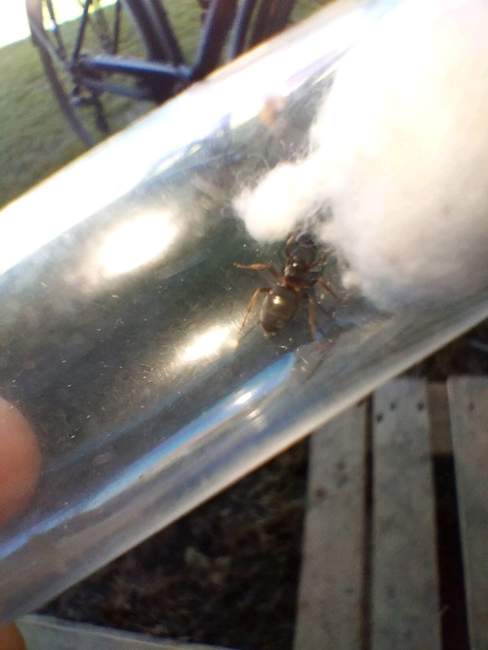 Flight image for Lasius umbratus on 23 Jun 2024