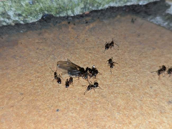 Flight image for Lasius emarginatus on 17 Jul 2024