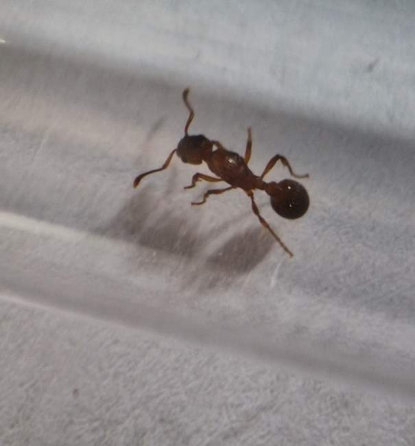 Flight image for Myrmica sp. on 3 Sept 2024